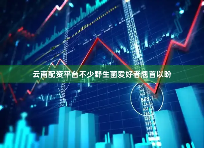 云南配资平台不少野生菌爱好者翘首以盼