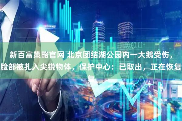 新百富策略官网 北京团结湖公园内一大鹅受伤，脸部被扎入尖锐物体，保护中心：已取出，正在恢复